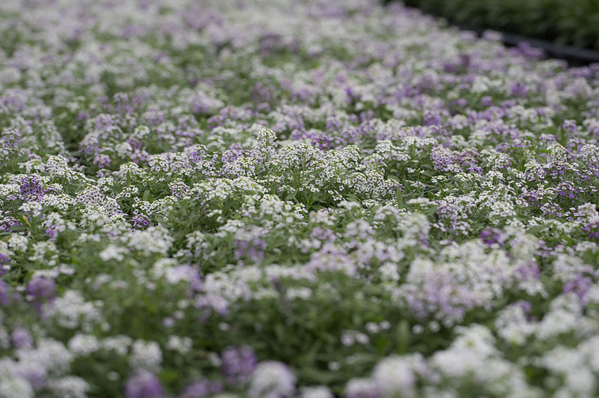 出荷前のアリッサム