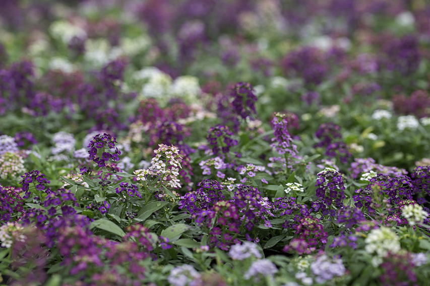 出荷前のアリッサム