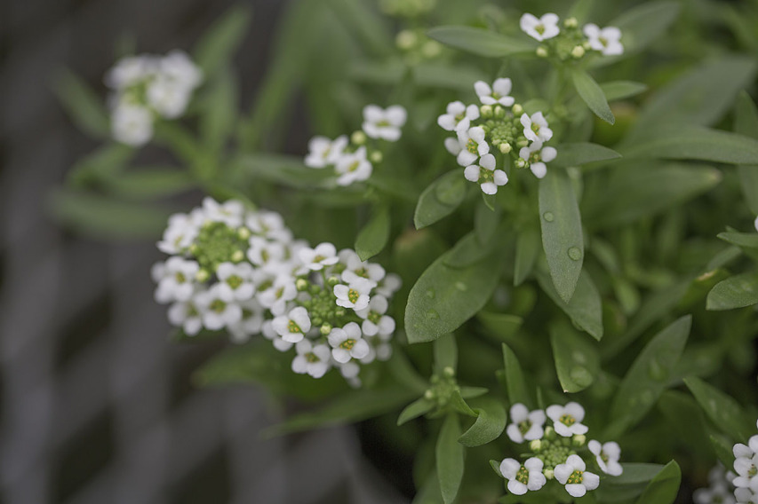 出荷前のアリッサム