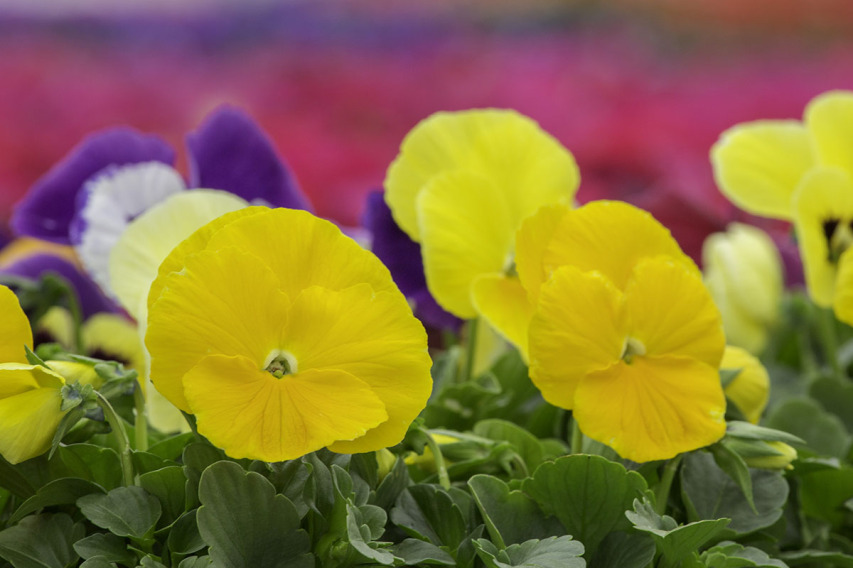 出荷前のパンジー