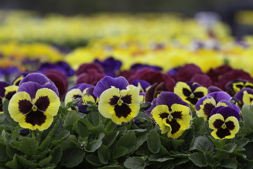 出荷前のパンジー