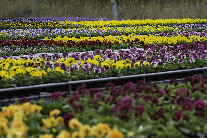 出荷前のパンジー