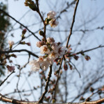 一番桜開花