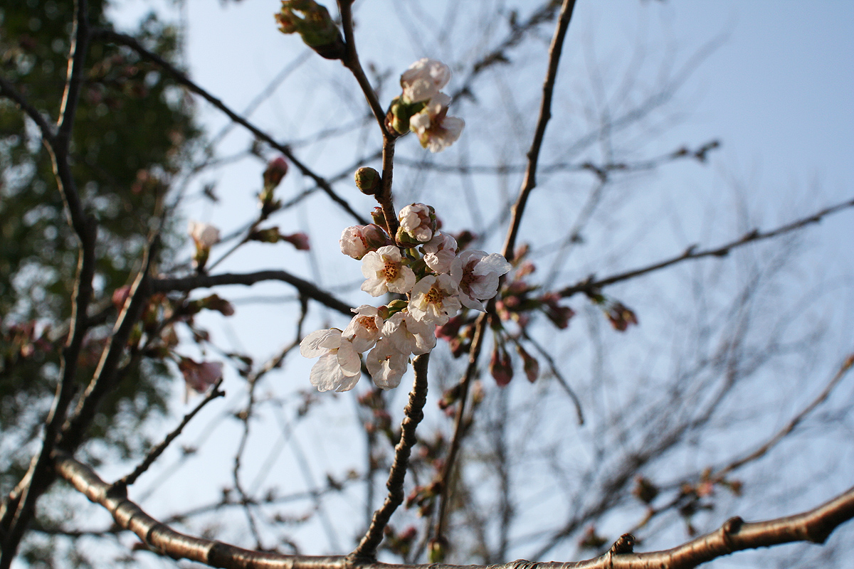 一番桜開花